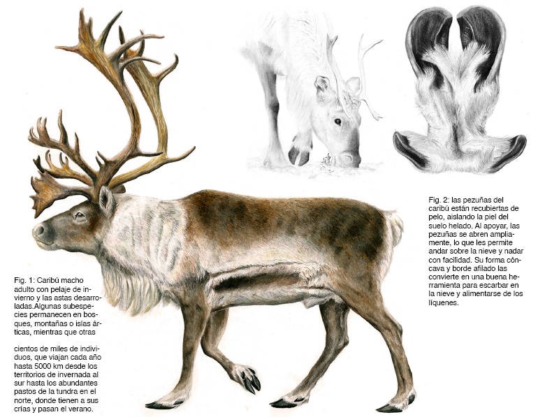 Ilustración naturalista de un caribú