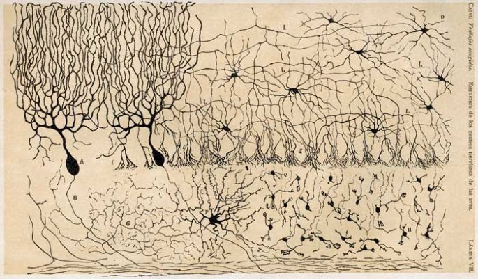 Dibujo científico de neuronas de Santiago Ramón y Cajal