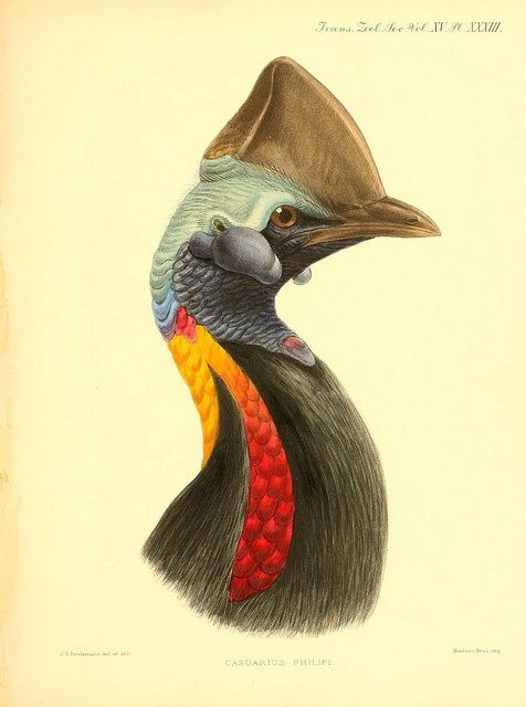 Ilustración científica de un casuario