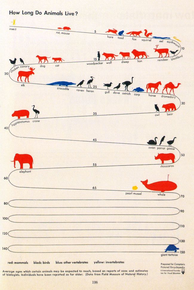 Cartel ilustrado de animales