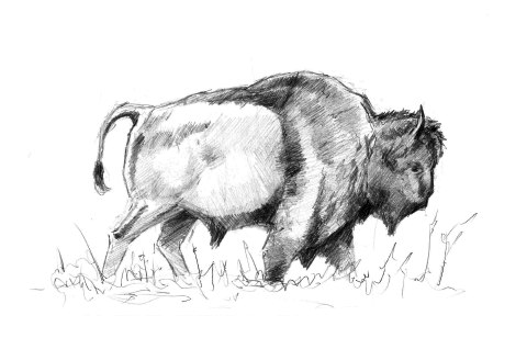 Boceto a grafito de un bisonte