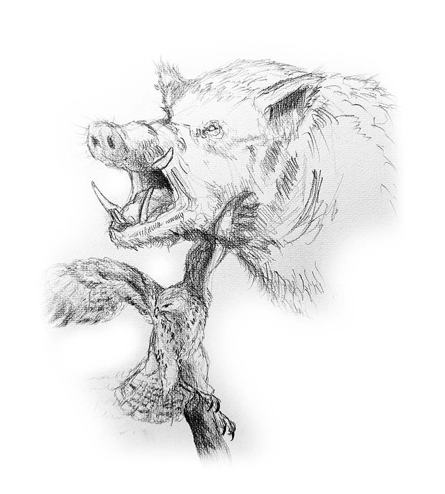 Boceto a grafito de un jabalí y un halcón
