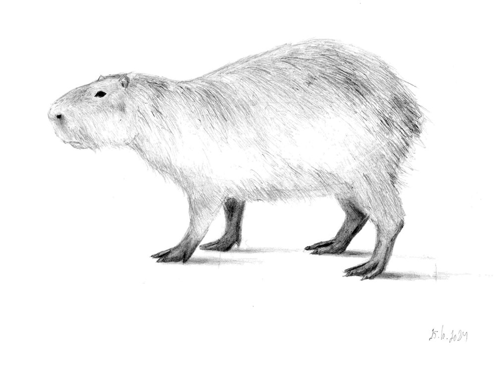 Boceto a grafito de un capibara