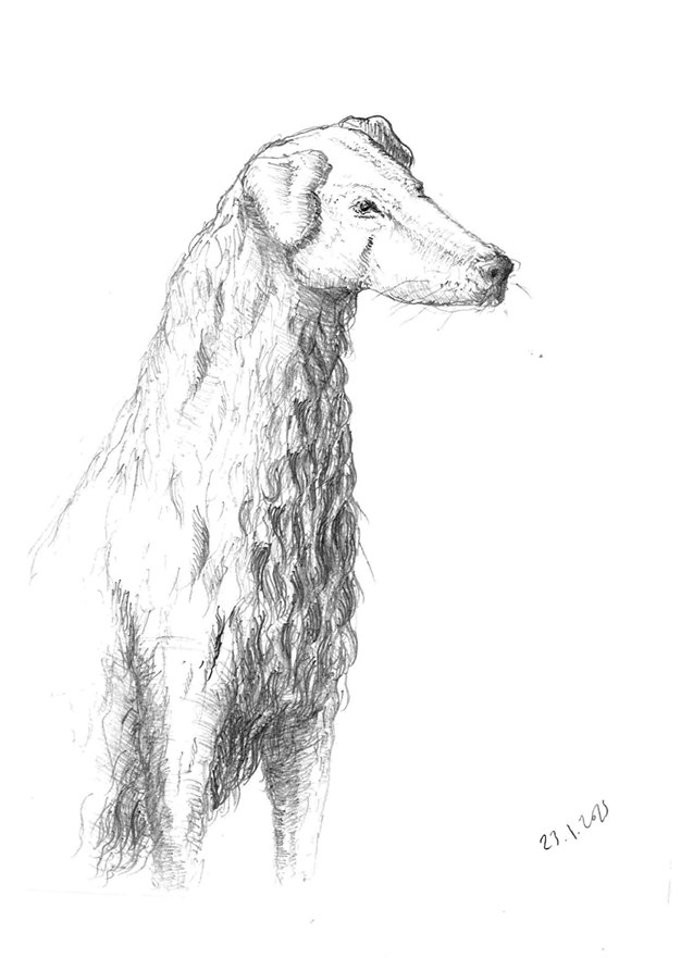 Boceto a grafito de un galgo