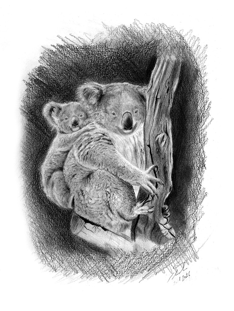 Dibujo a grafito de un koala en un tronco