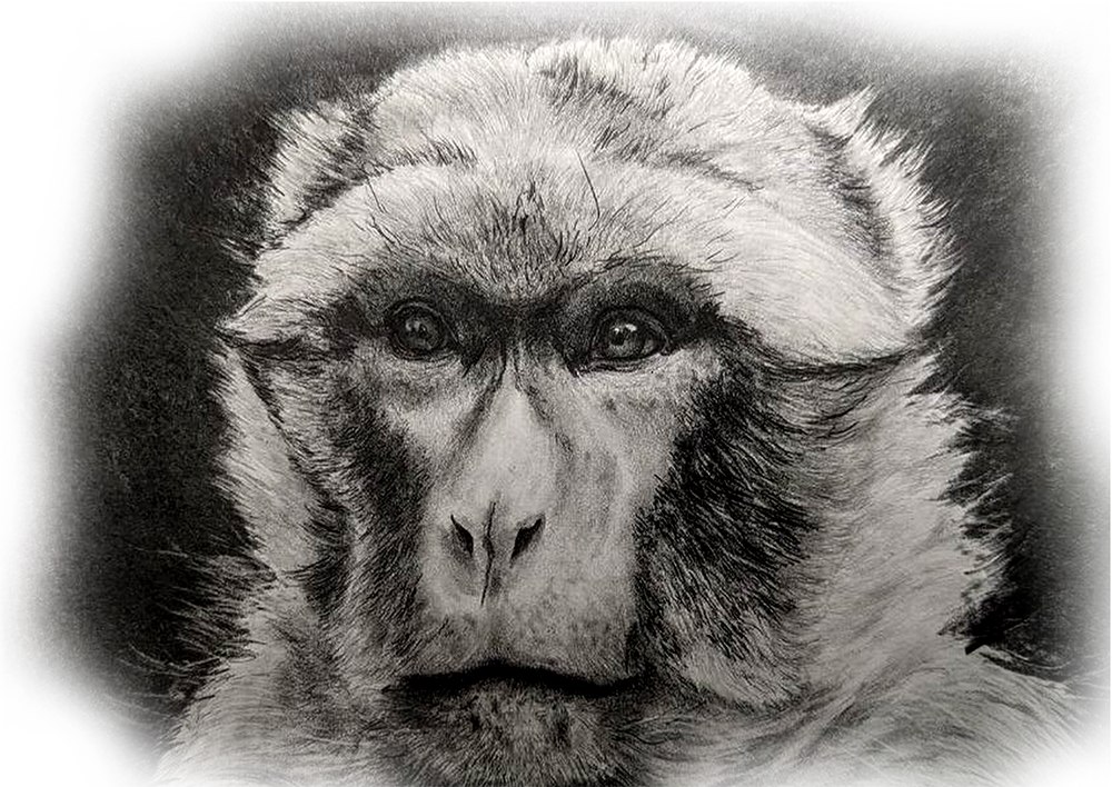 Dibujo a grafito del retrato de un macaco