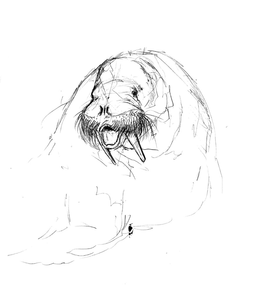 Boceto a grafito de una morsa