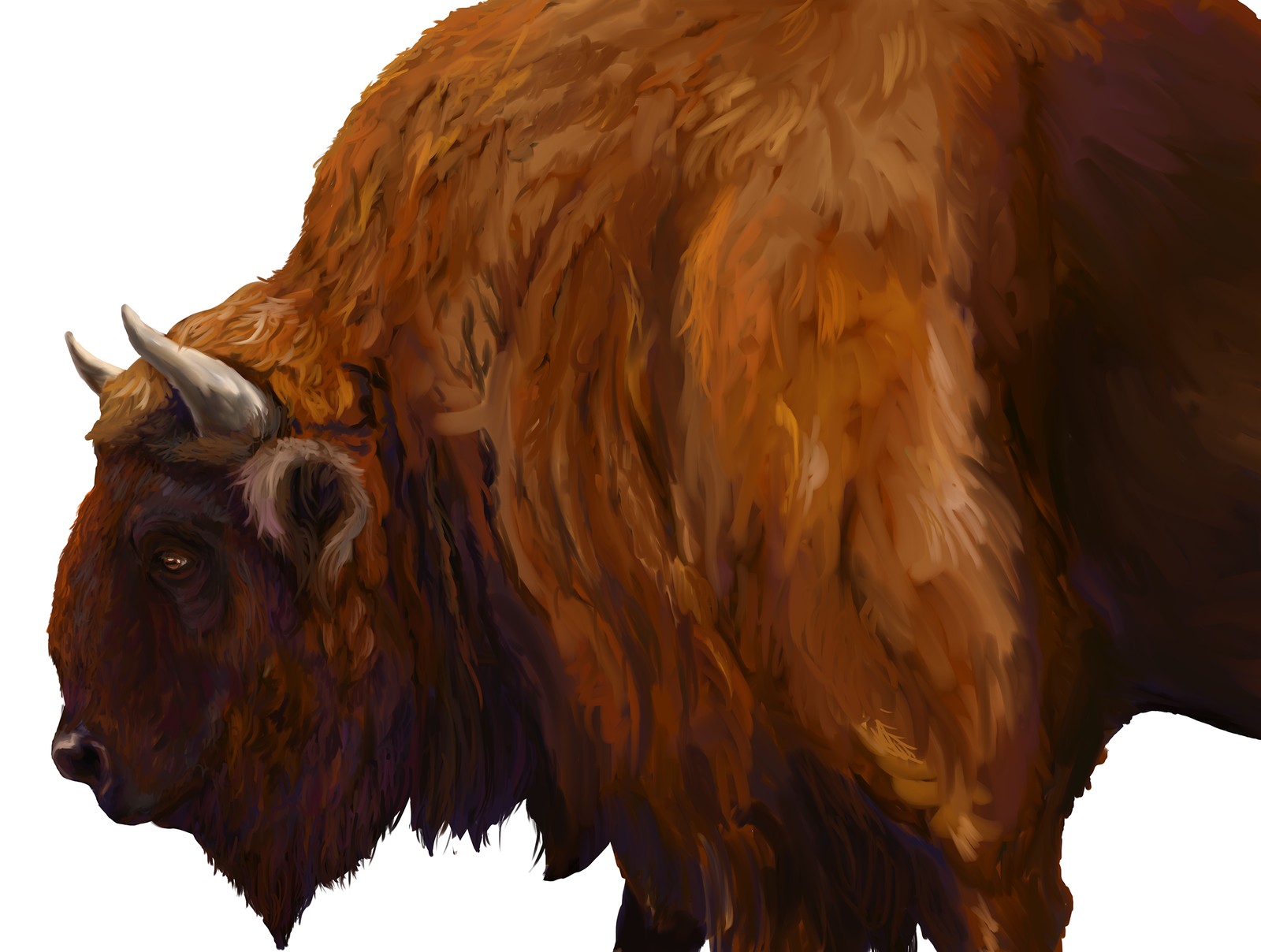 Retrato en primer plano de la cabeza de un bisonte europeo