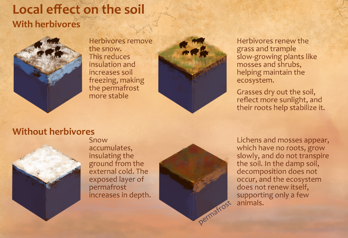 Diagrama del efecto de los herbívoros en el suelo del permafrost