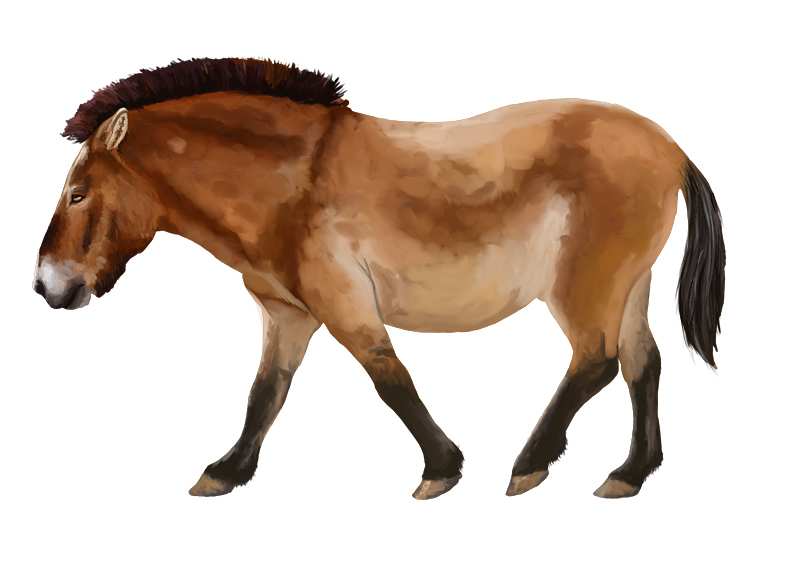 Ilustración de un caballo de Przewalski