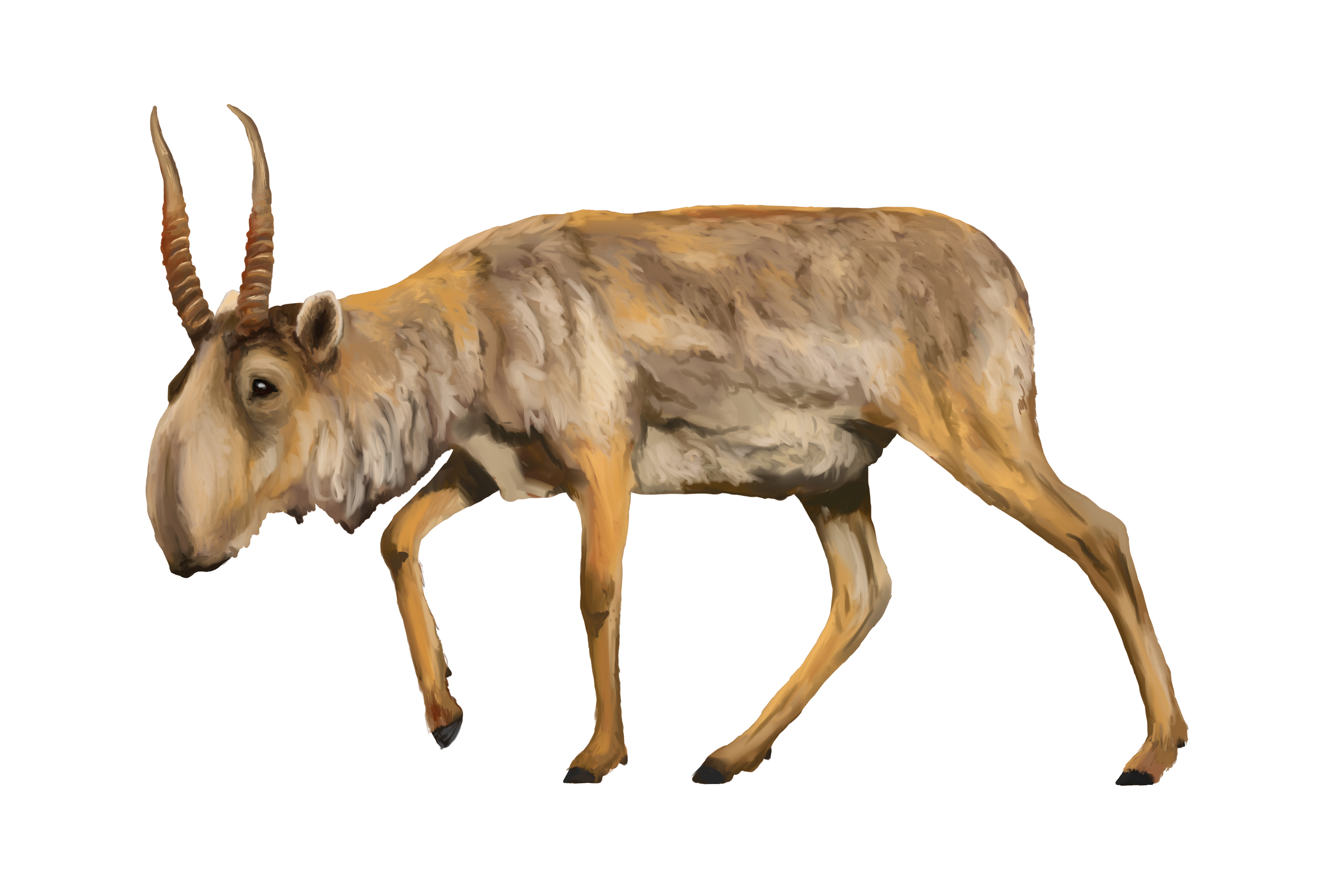 Ilustración de una saiga
