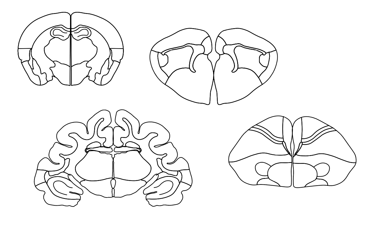 Contornos comparados de cerebros