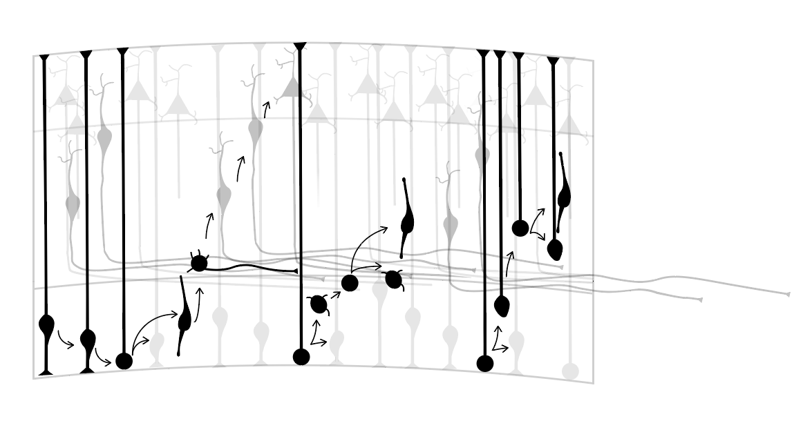 Esquema de la corticogénesis