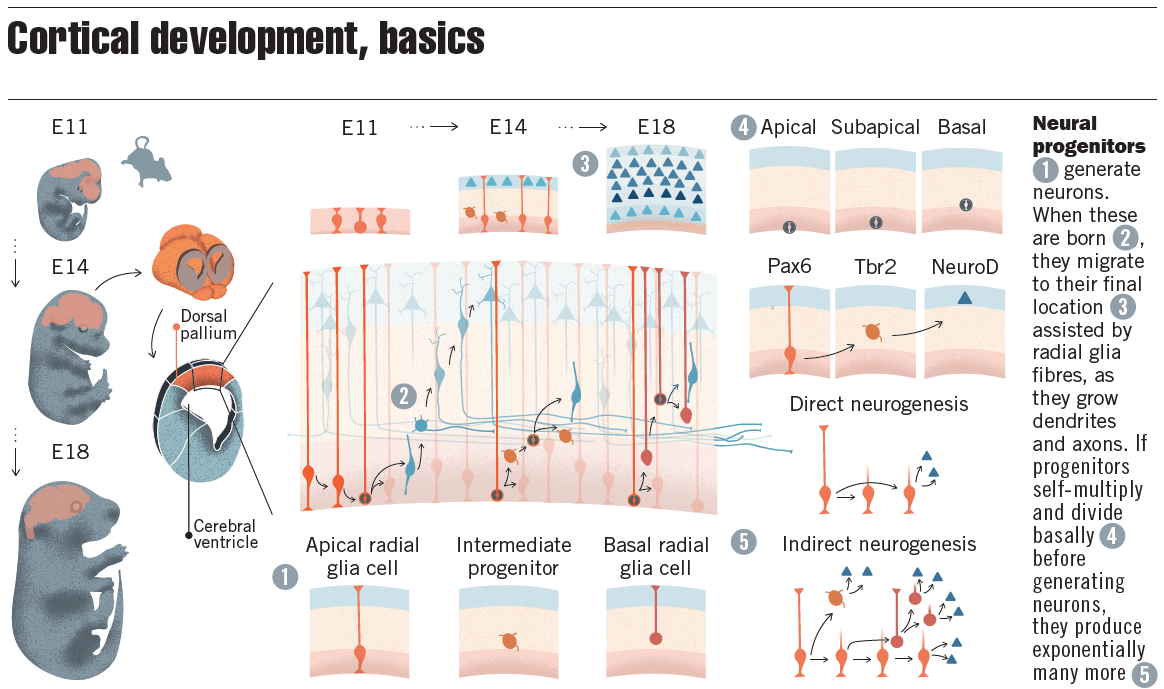 Detalle del desarrollo cortical