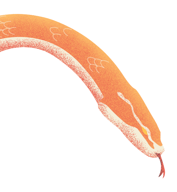 Detalle de la cabeza de una serpiente