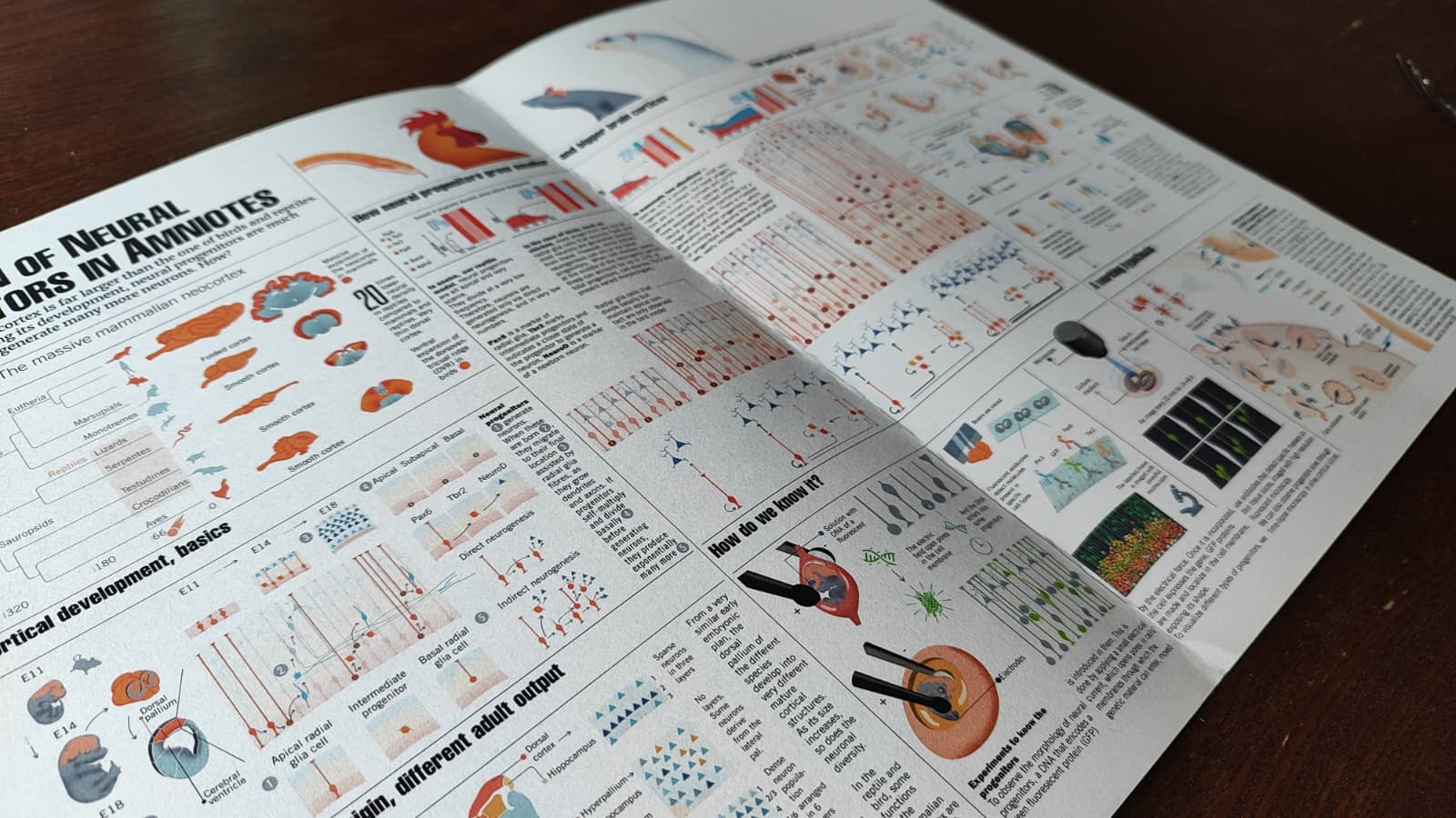 Fotografía de la infografía ya impresa
