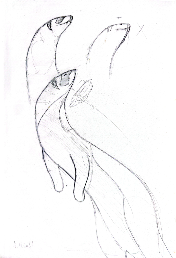 Boceto de un hurón