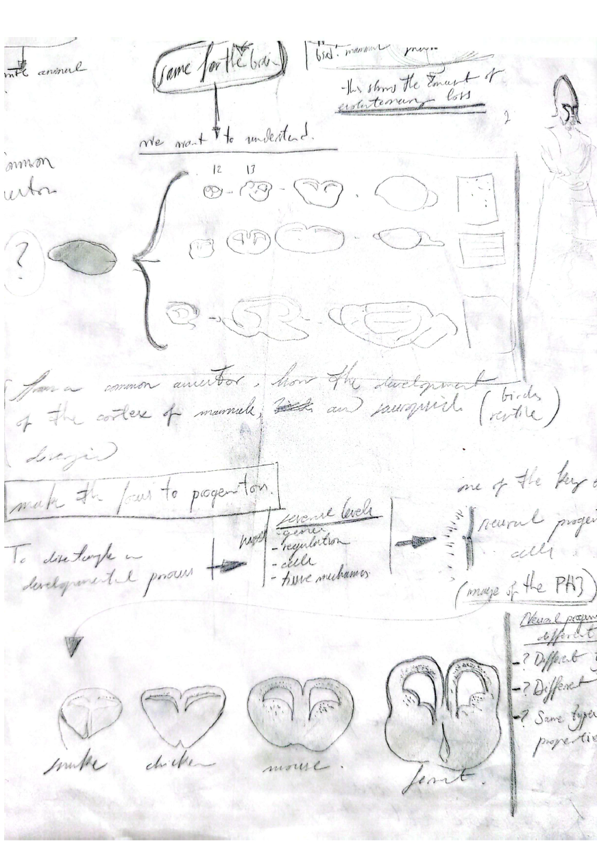 Boceto de los paneles de la infografía