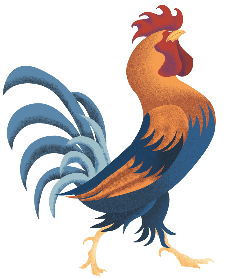 Ilustración de un pollo entero, referencia embrionaria
